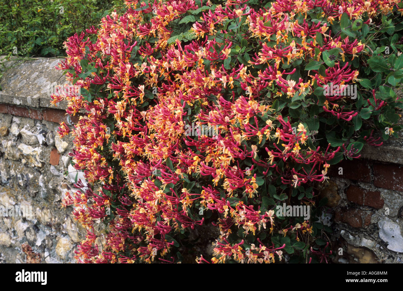 popcorn cassia plant 5 Cassia Didymobotrya Seeds – Popcorn Senna Yellow Flowering Shrub