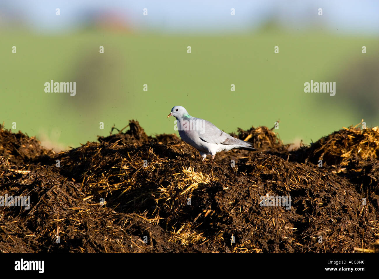 Hohltaube Columba Oenas auf Dreck Haufen Fütterung Ashwell hertfordshire Stockfoto