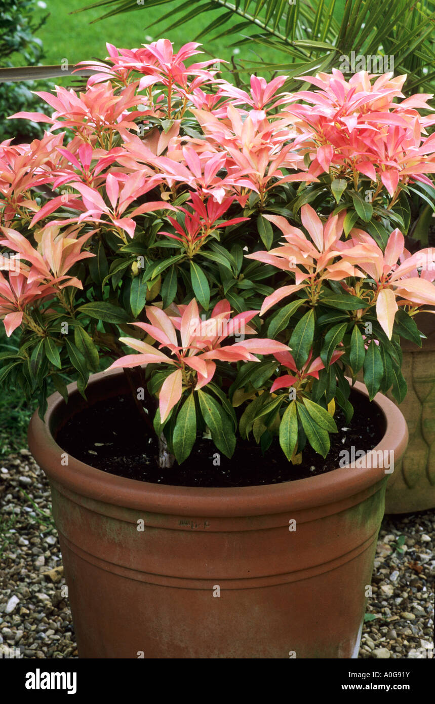 Image of Pieris japonica Katsura in a container