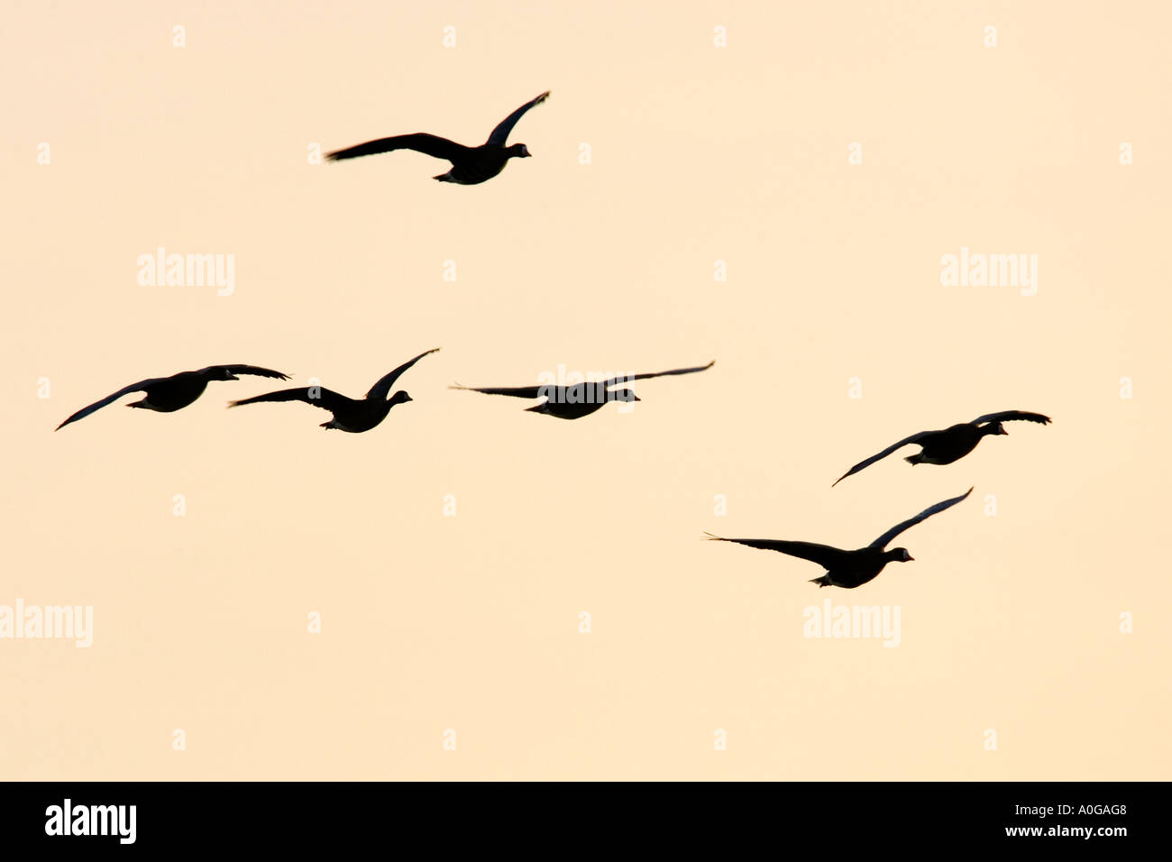 Weiße fronted Gänse Anser Albifrons im Flug in schöne Formation mit schönen Abend Licht norfolk Stockfoto