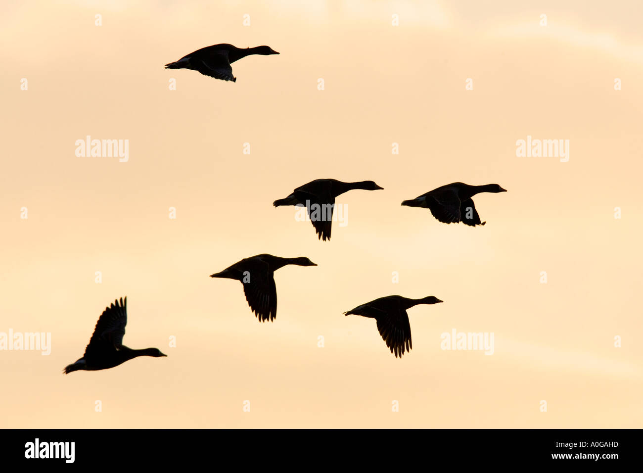 Weiße fronted Gänse Anser Albifrons im Flug in schöne Formation mit schönen Abend Licht norfolk Stockfoto