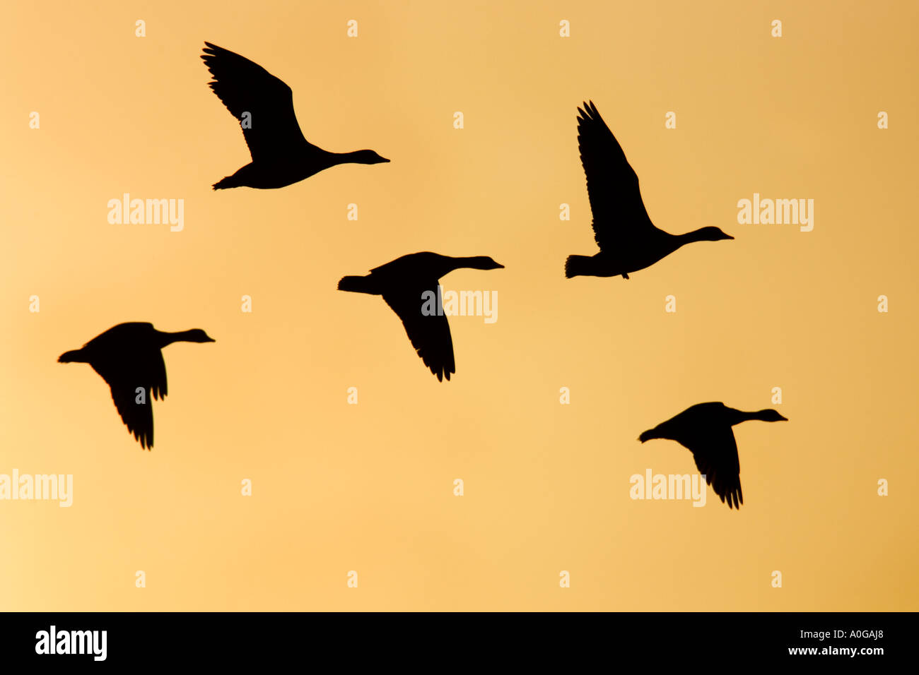 Weiße fronted Gänse Anser Albifrons im Flug in schöne Formation mit schönen Abend Licht norfolk Stockfoto