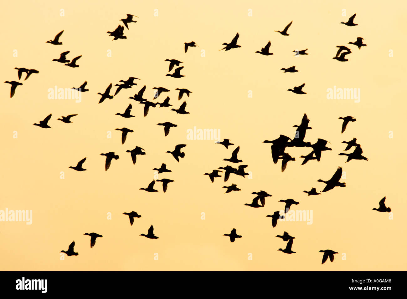 White-fronted Gans Anser Albifrons im Flug gegen schön Orange Abend Himmel norfolk Stockfoto