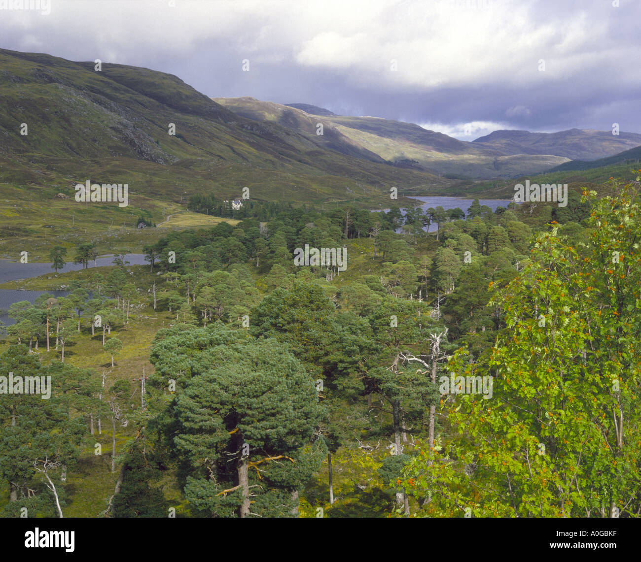 Glen Affric Inverness-shire Stockfoto