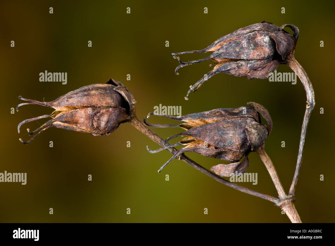 Johanniskraut Hidcote Samenköpfe gegen schönen dunklen entschärfen Hintergrund Potton bedfordshire Stockfoto