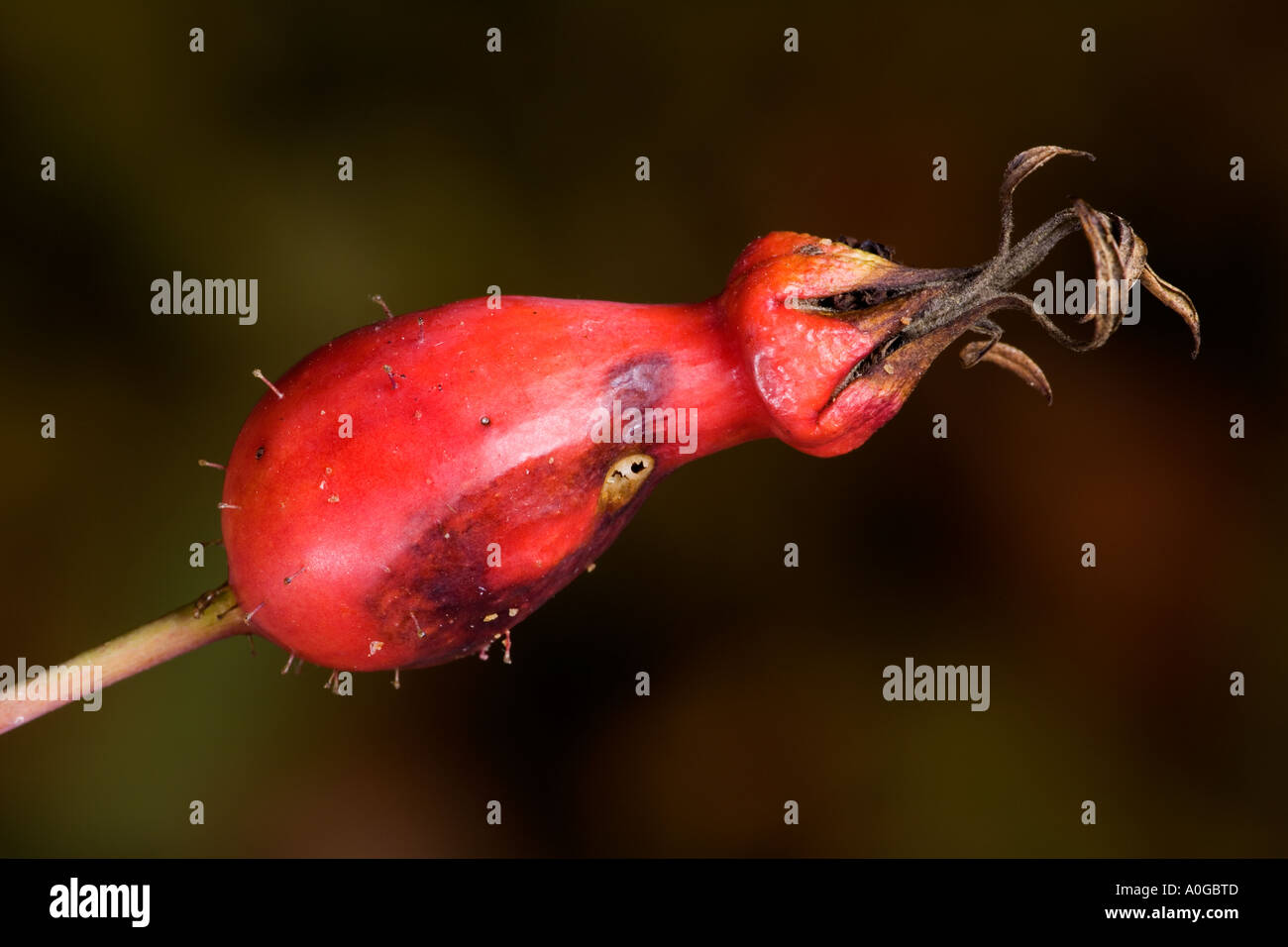 Rosa Moyesii Geranium gegen schönen dunklen entschärfen Hintergrund Potton bedfordshire Stockfoto