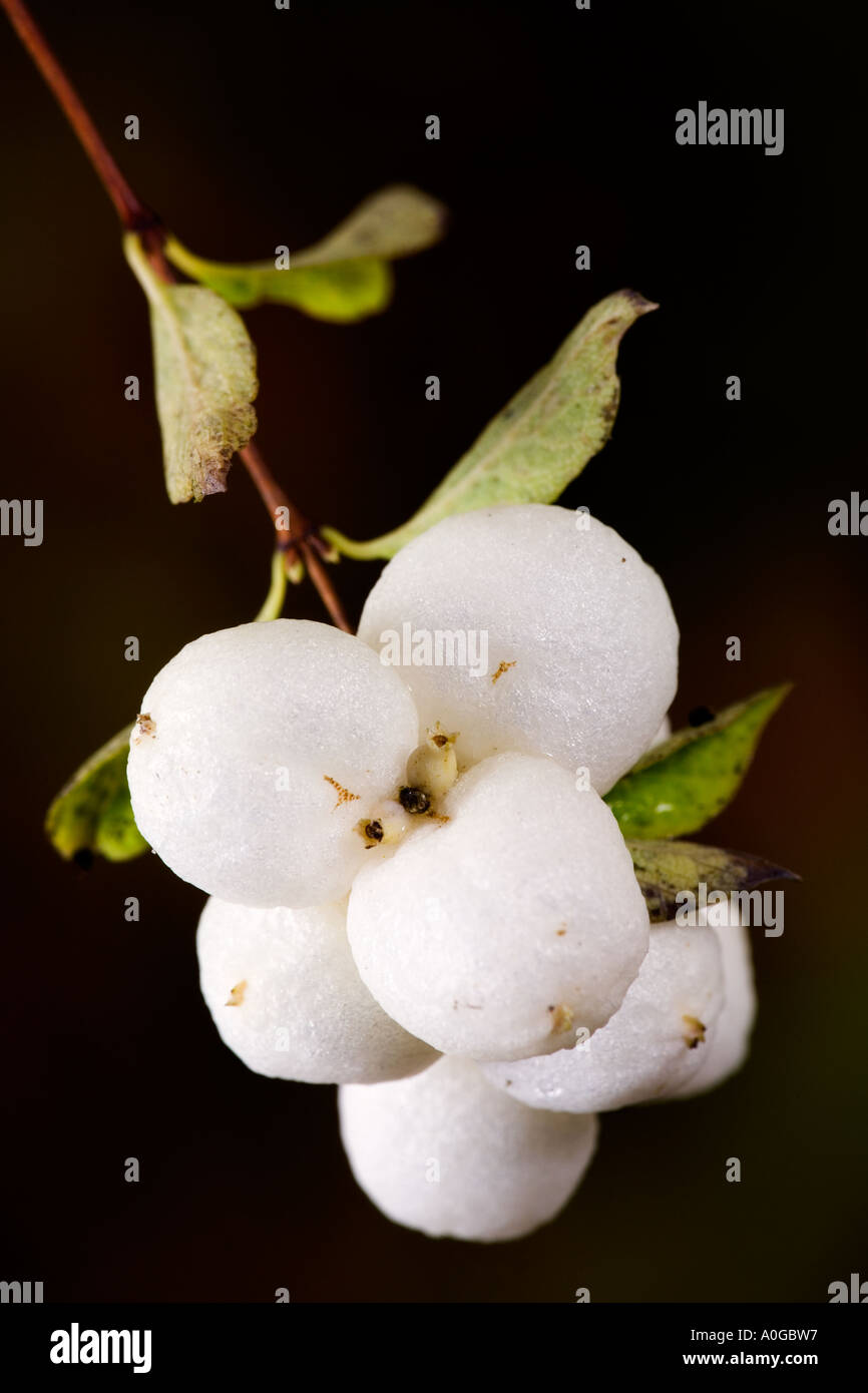 Snowberry Symphoricarpus Albus gegen schönen dunklen entschärfen Hintergrund Potton bedfordshire Stockfoto