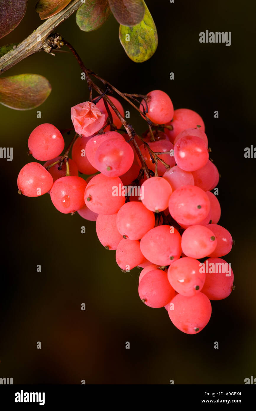 Berberis-Reihe von Trauben Beeren gegen schön dunkel entschärfen Hintergrund Potton bedfordshire Stockfoto