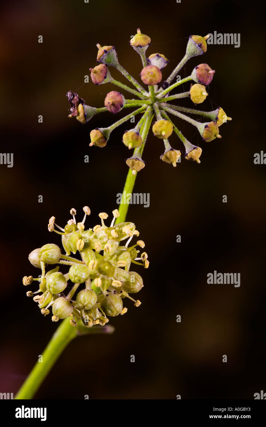 Hedera Efeu Blüten und Samen gegen schönen dunklen entschärfen Hintergrund Potton bedfordshire Stockfoto