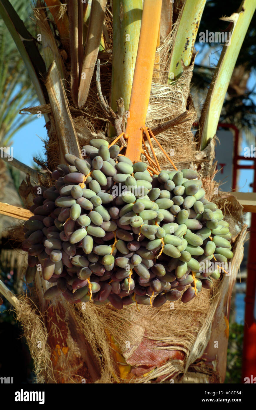 Termine, die Reifung auf dem Baum in Sharm El Sheikh Naama Bay Ägypten Stockfoto