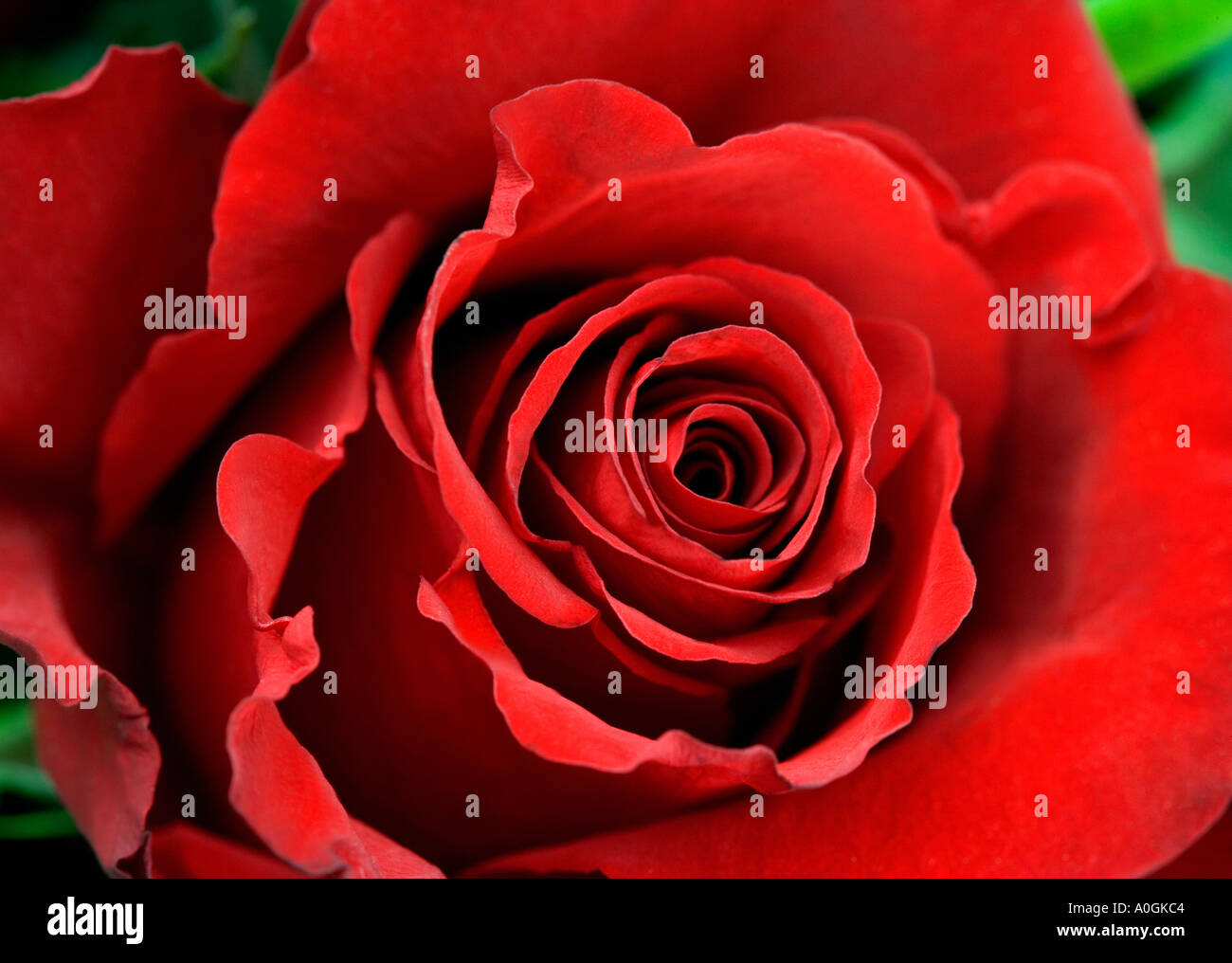 Nahaufnahme von roten Rose mit Grün Stockfoto