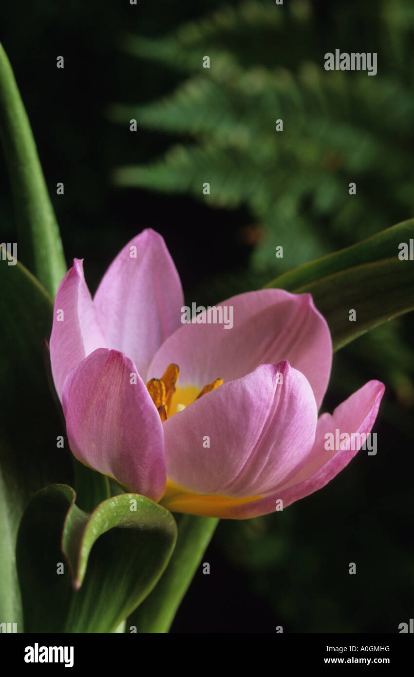 Tulpe Tulipa Inselbogens Zwerg Stockfoto