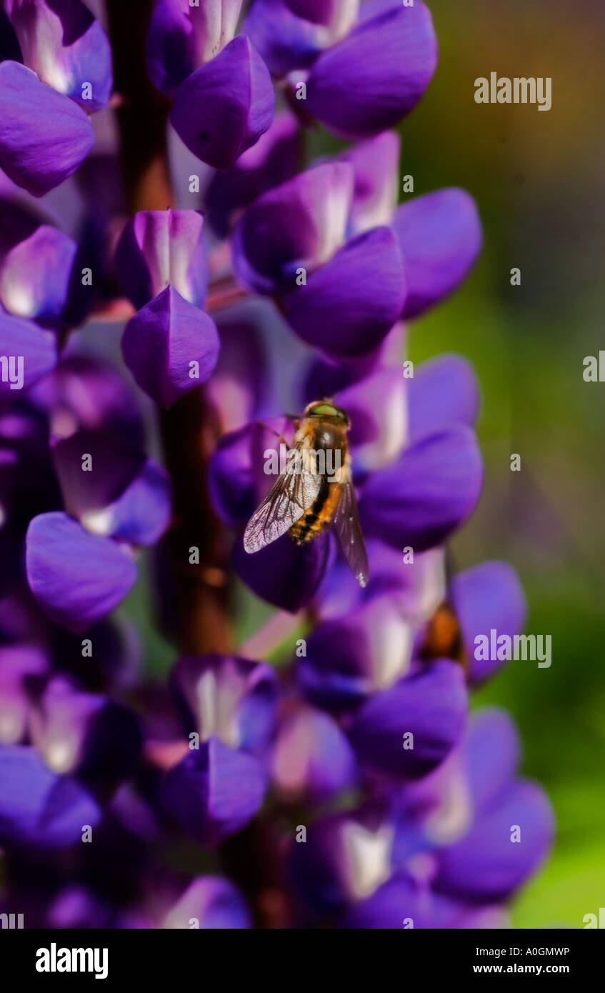 Grosses Blatt Lupine (Lupinus Polyphyllus) mit bestäubenden Insekten, Lanin NP Argentinien Stockfoto