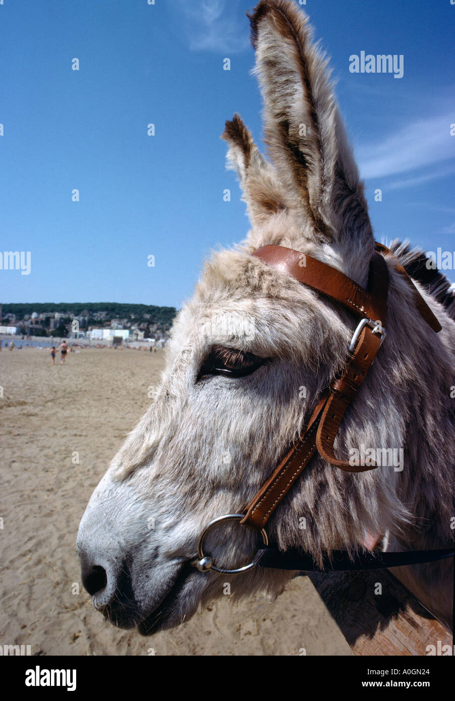 ESEL AUF STRAND IM WESTEN LAND GROßBRITANNIEN Stockfoto