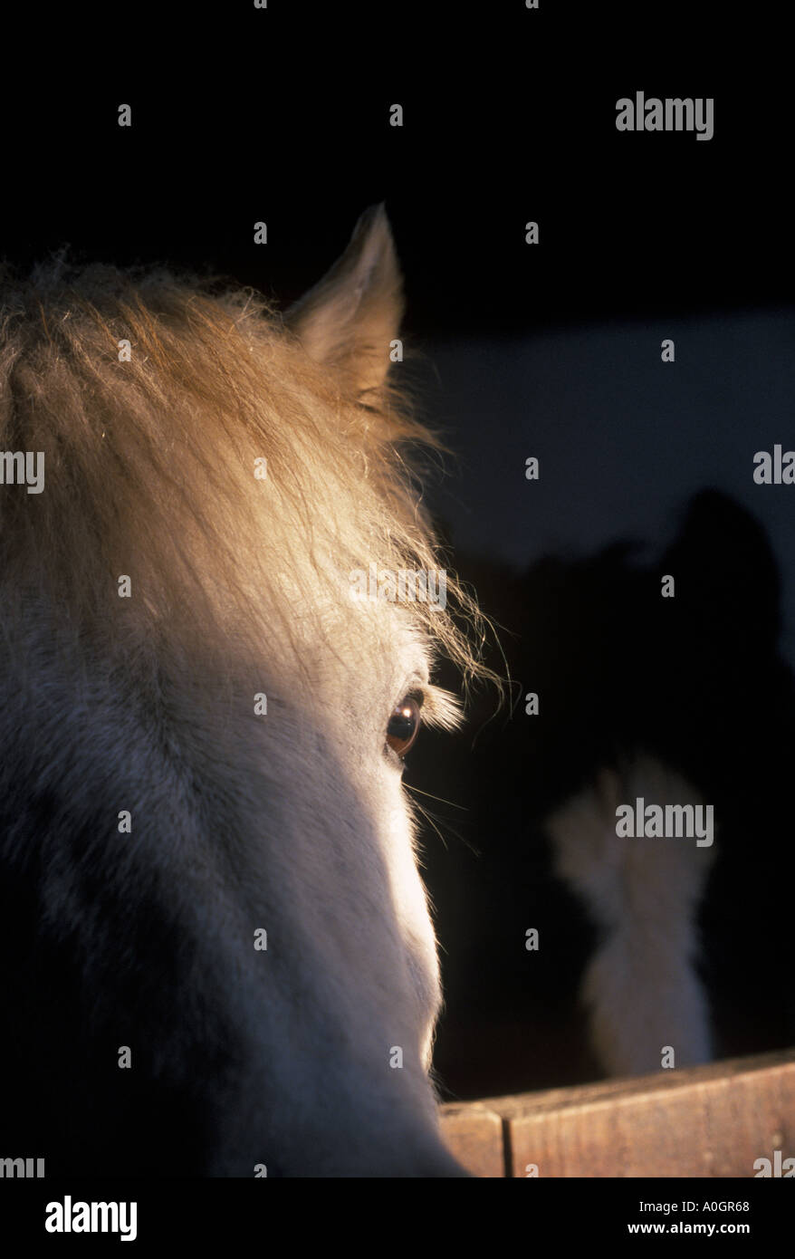 Pony Stute mit Blick auf stabile Tür mit Fohlen im Hintergrund Stockfoto