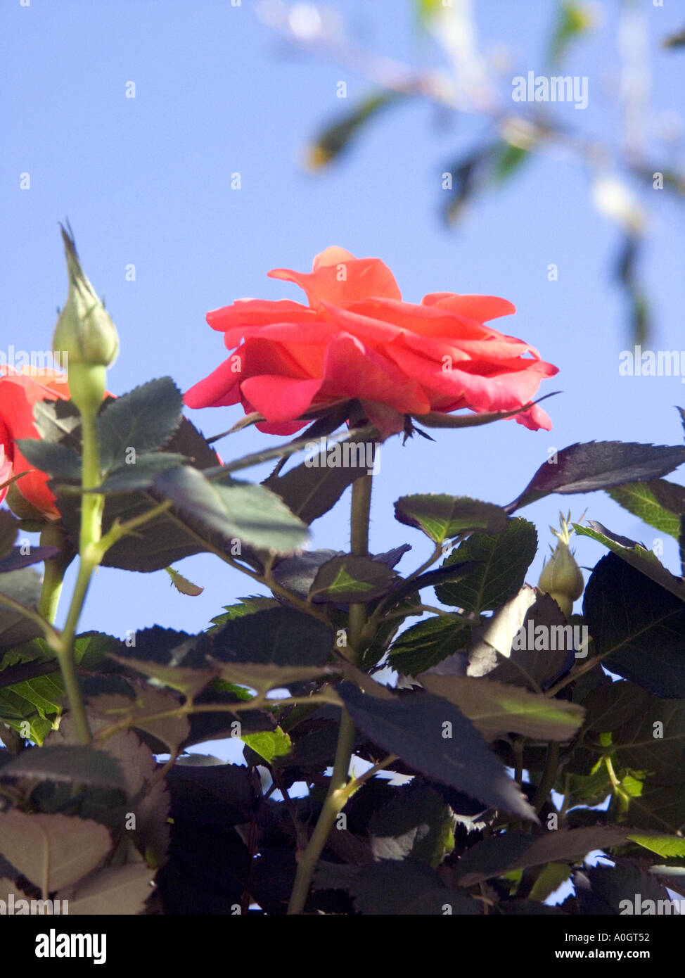 Einzelne Miniatur Rose vor einem tiefblauen Himmel Stockfoto