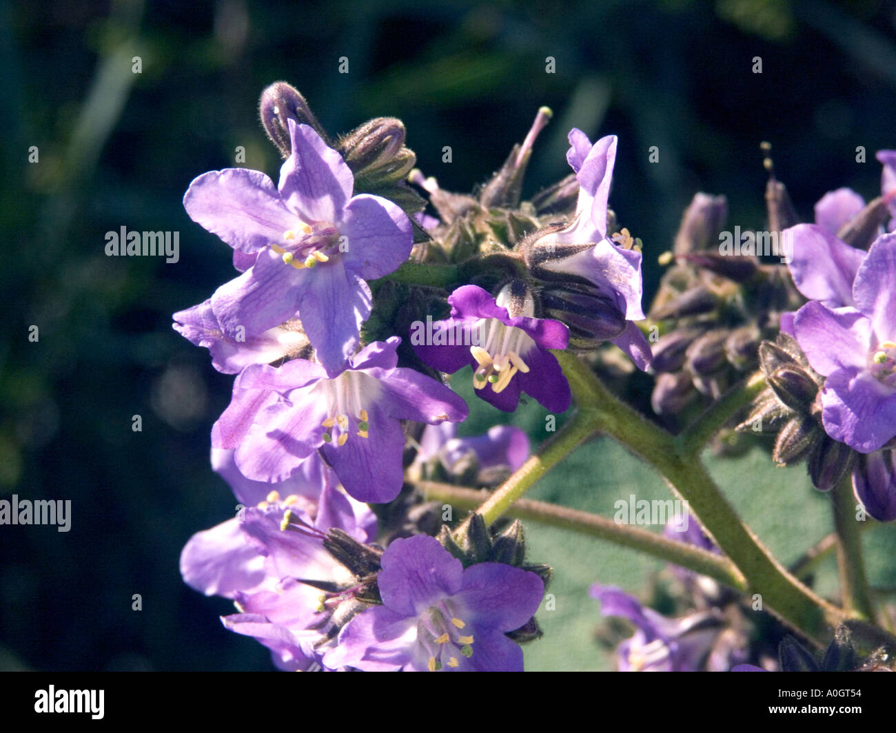 Wigandia Caracasana, botanische Proben, Busch, Stockfoto