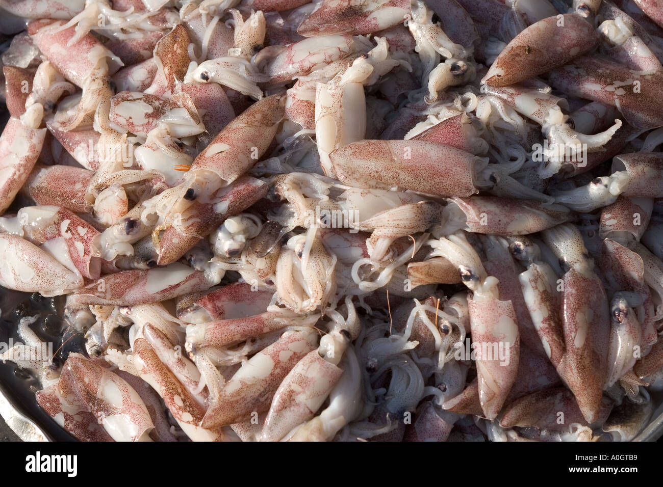 Rohen Tintenfisch auf Verkauf am Markt Garküche Hat Yai Thailand Stockfoto