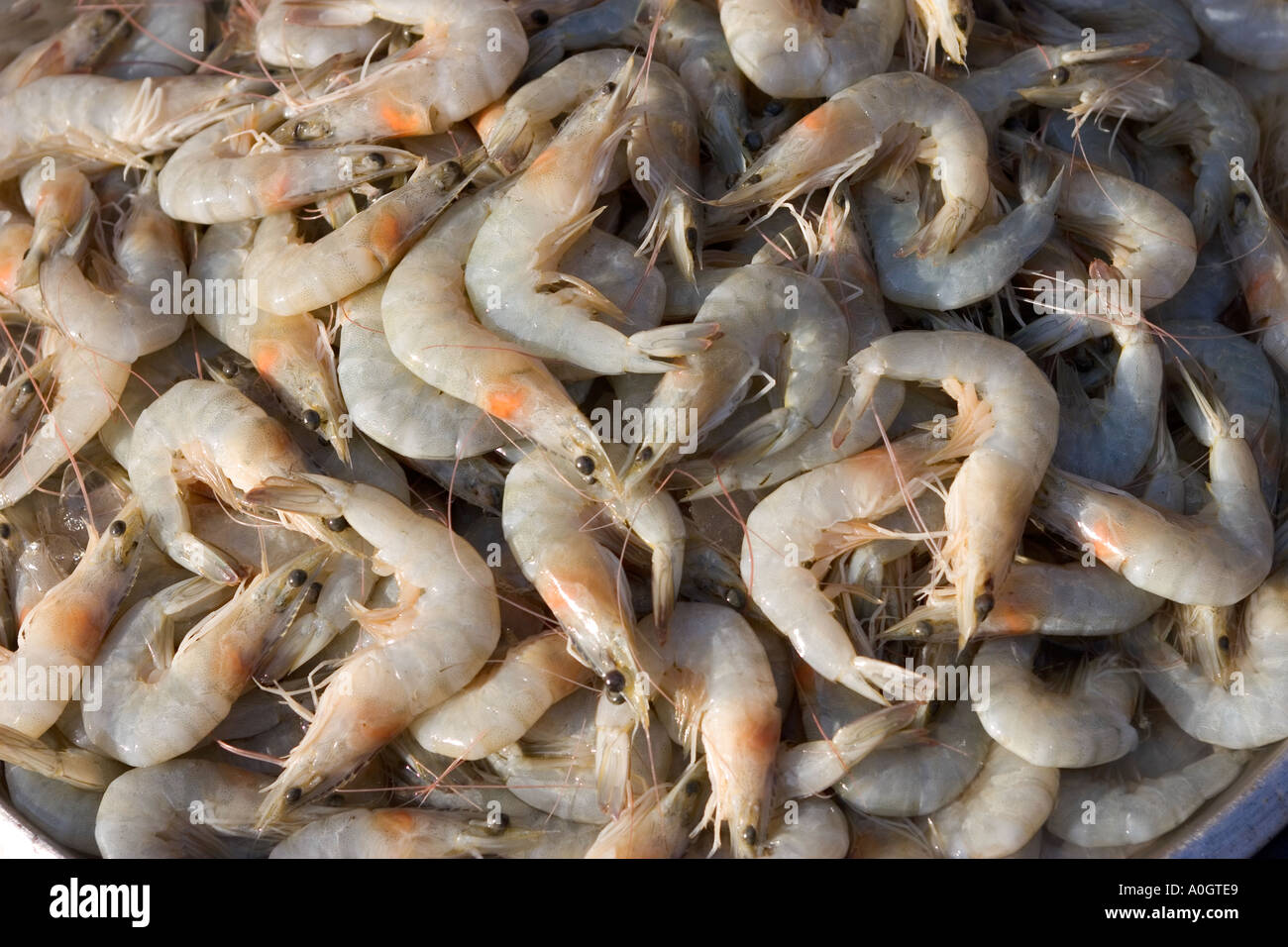 Garnelen auf Verkauf in Hat Yai Markt Thailand Stockfoto