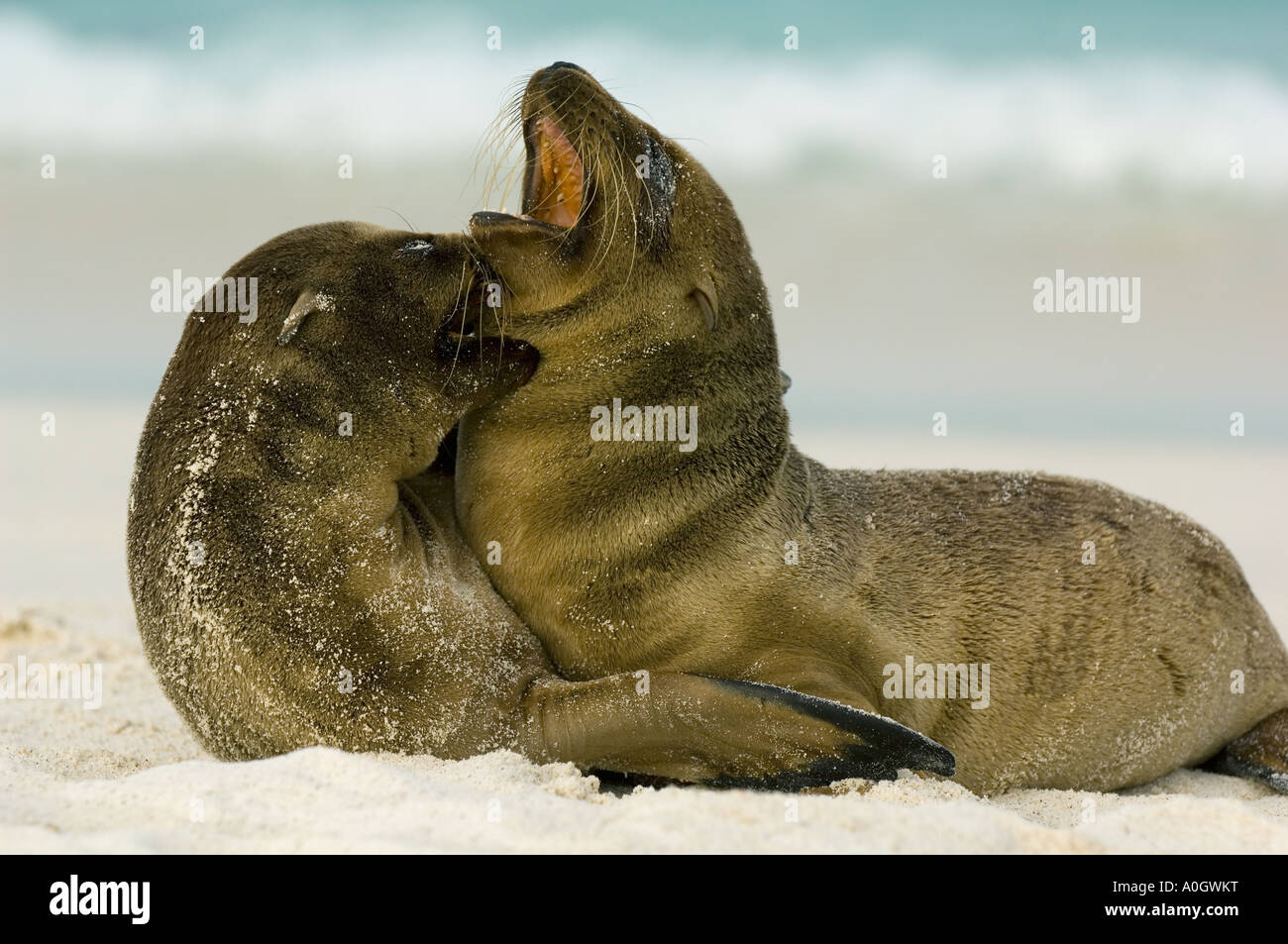 Galapagos-Seelöwen (Zalophus Wollebaeki) Welpen spielen kämpfen am Strand, Haube Insel GALAPAGOS Ecuador Stockfoto