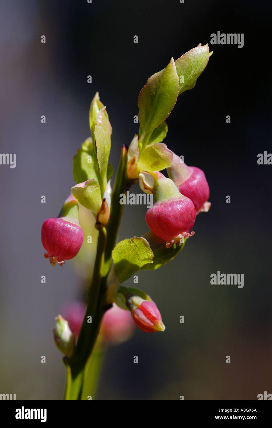 Nahaufnahme von Heidelbeeren in Blüte Stockfoto