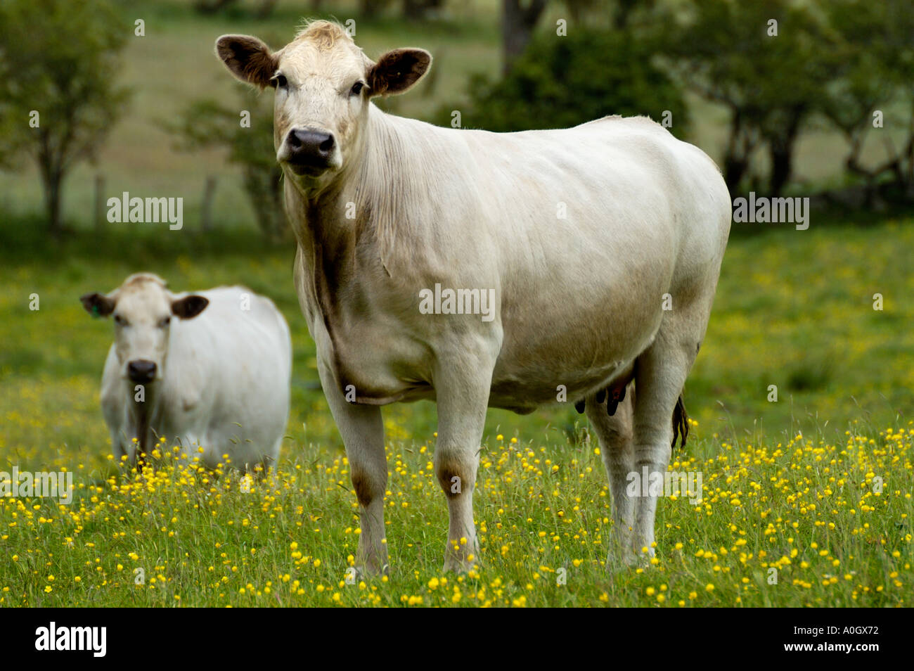 britische weiße Rinder stehen in einem Feld von Butterblumen in Cumbria, england Stockfoto