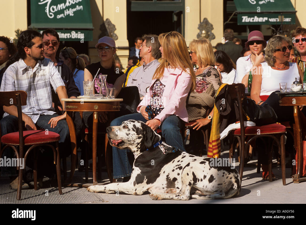 Frau mit Dogge Hund im café Stockfoto