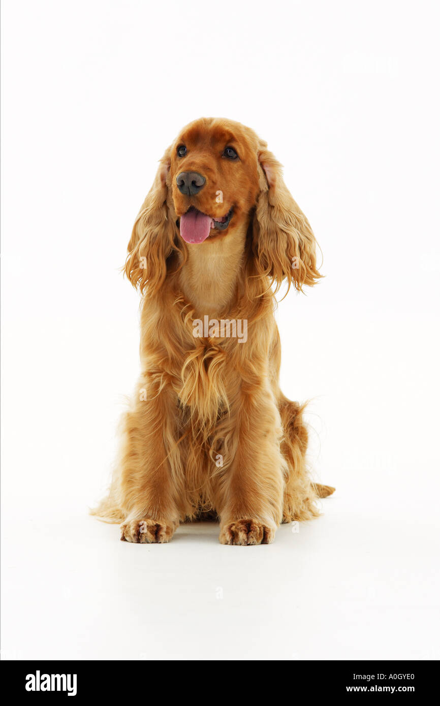 Cocker Spaniel - Hundesitting - Ausschneiden Stockfoto