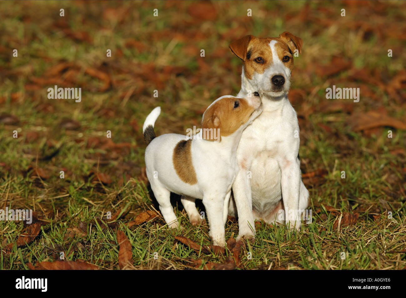 Jack Russell Terrier Hund mit Welpe auf Wiese Stockfoto