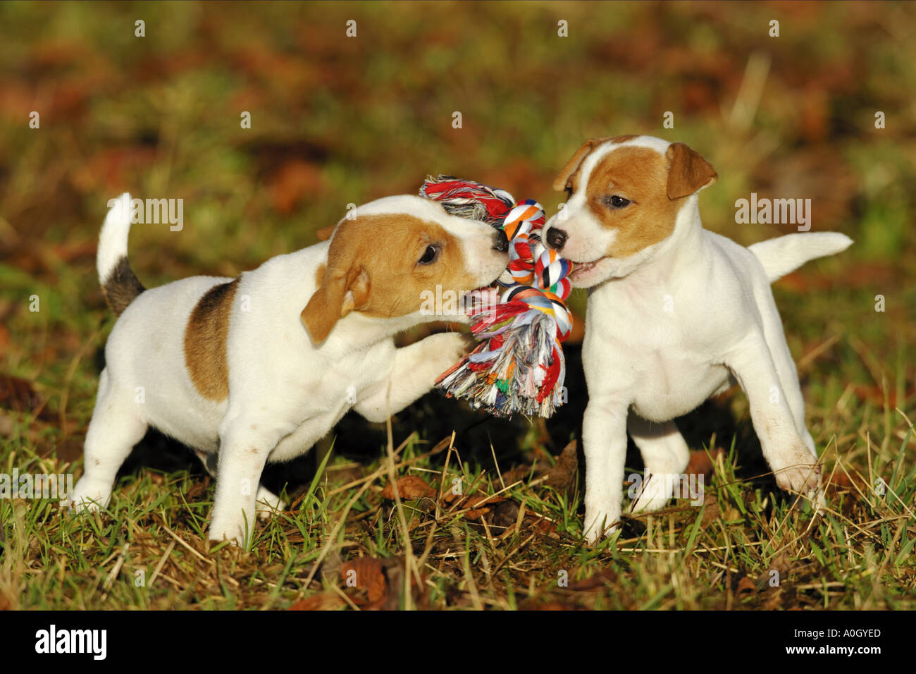 Hundewelpen Spiele Hundewelpen Spiele