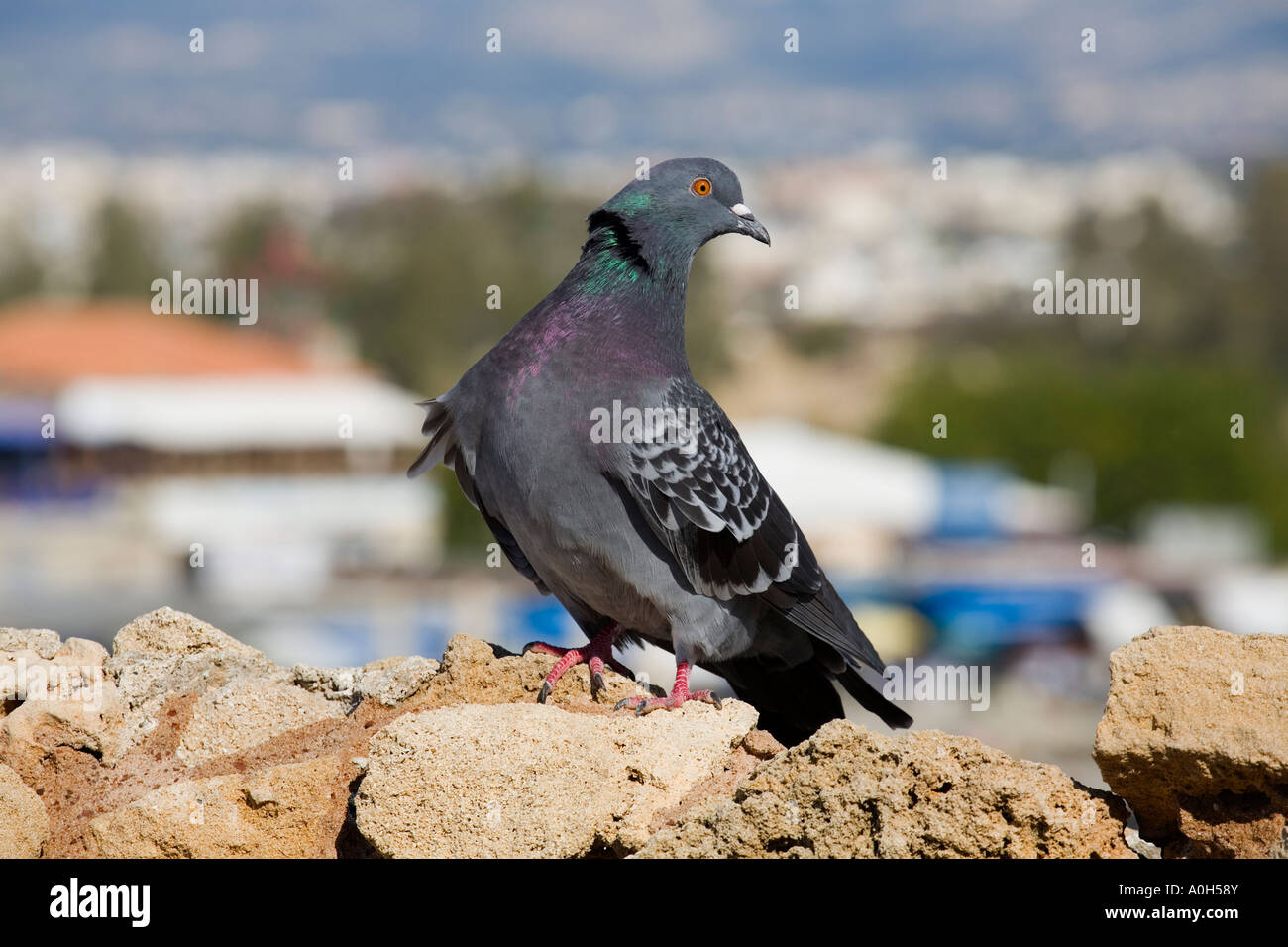 EINE TAUBE SITZT AUF DER MAUER DER FESTUNG AM HAFEN VON PAPHOS, ZYPERN Stockfoto