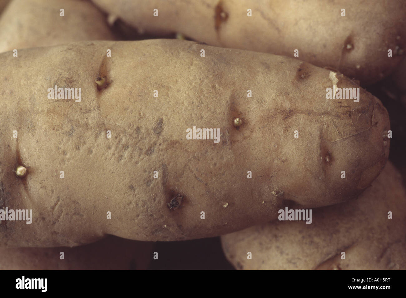 Solanum Tuberosum "Anya" Nahaufnahme des zweiten frühen Saatgut Kartoffel bereit für die Bepflanzung. Stockfoto