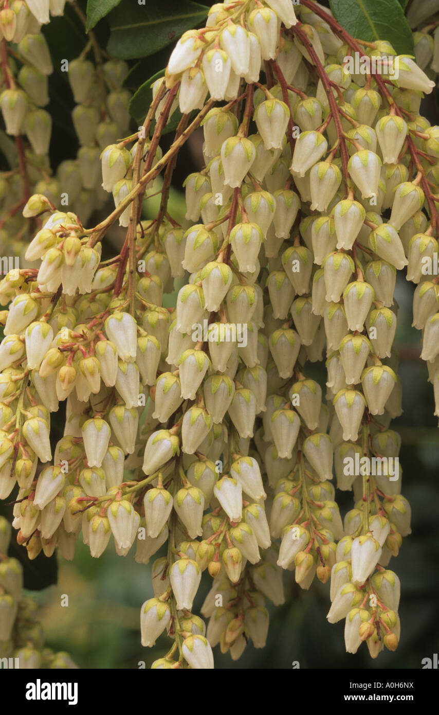 Pieris Japonica Scarlet O Hara Stockfoto