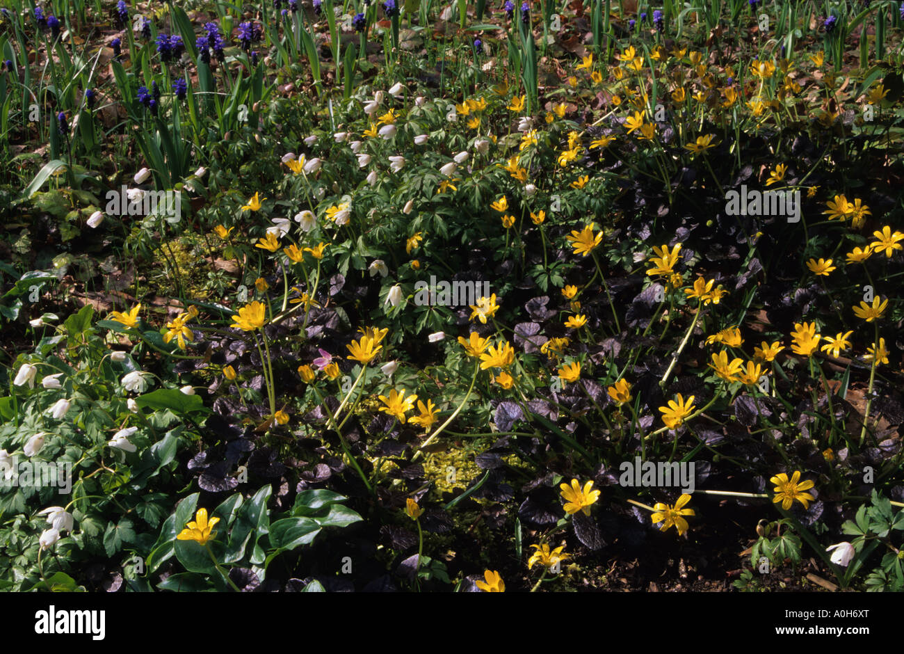 Ranunculus Ficaria Brazen Hussey kleinen Schöllkraut Anemone Blanda Muscari latifolium Stockfoto