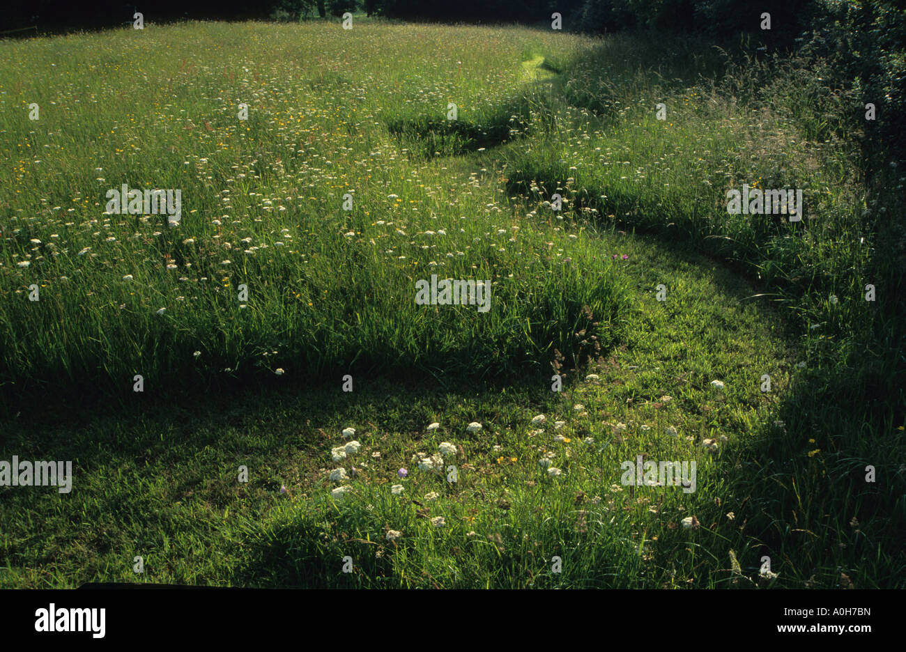 Sticky Wicket Dorset gewundenen sich schlängelnden gemähten Weg durch Wildblumenwiese Stockfoto