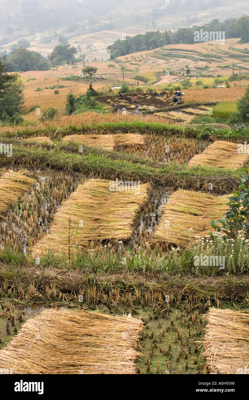 Arbeitnehmer in Nähe Ernte Reis in der Nähe von Qinkou Hani Dorf, Xinjie Yuanyang, Yunnan, China Stockfoto