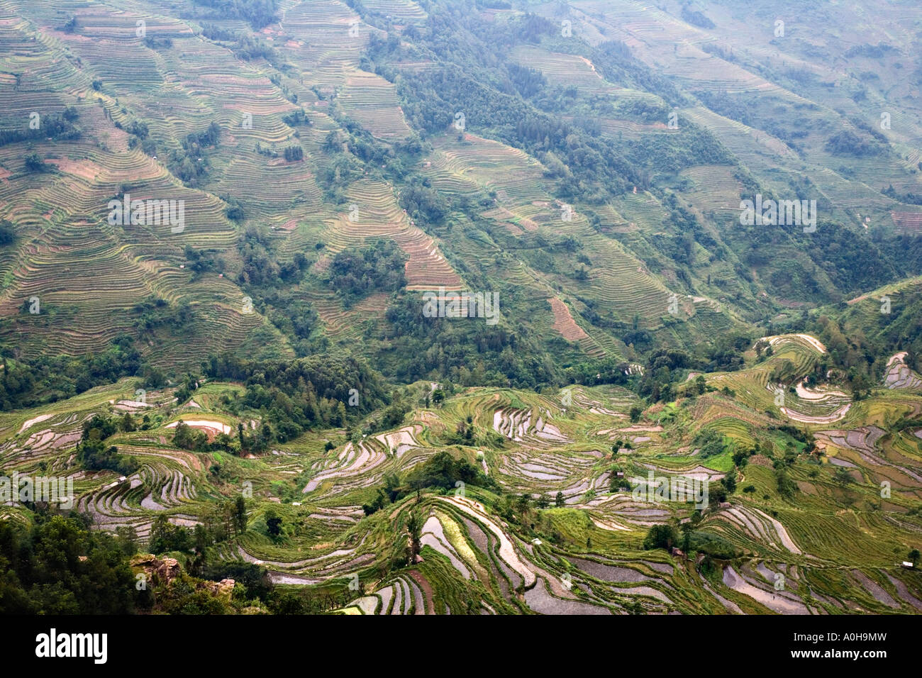 Landschaft der far-flung Reis Terrassen, Meng Pin, Yuanyang, Yunnan, China (nicht erkennbare Personen) Stockfoto