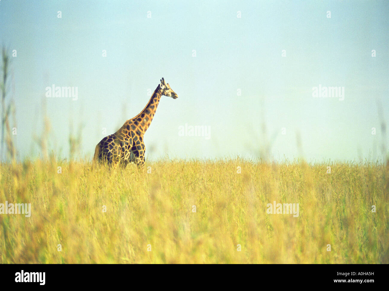 Eine Giraffe schlendert durch den hohen Wiesen in Uganda Murchison Falls Nationa Park Stockfoto