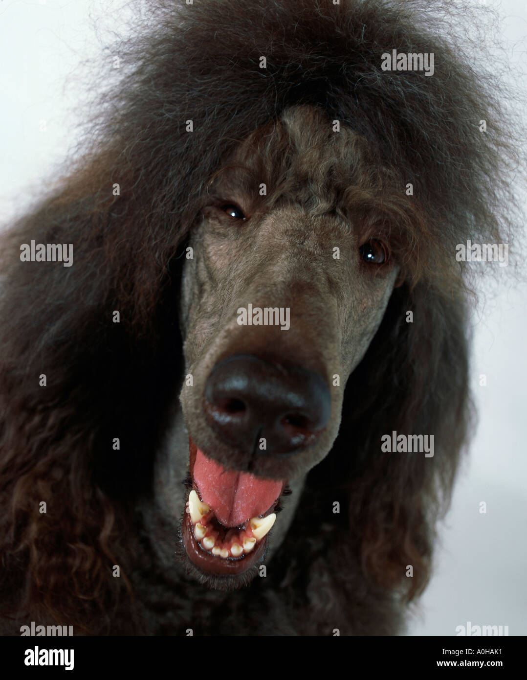 Nahaufnahme eines afghanischen Hund Stockfoto