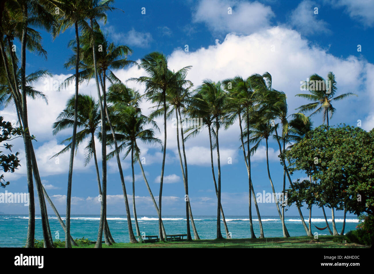 Hawaii, Hawaii-Inseln, Maui North Shore Spreckelsville Pazifikküste Palmen, Baum, tropisch, Tropen, Hängematte HI022, Tourismus, Reise, Reiseziel, Kultur, Stockfoto