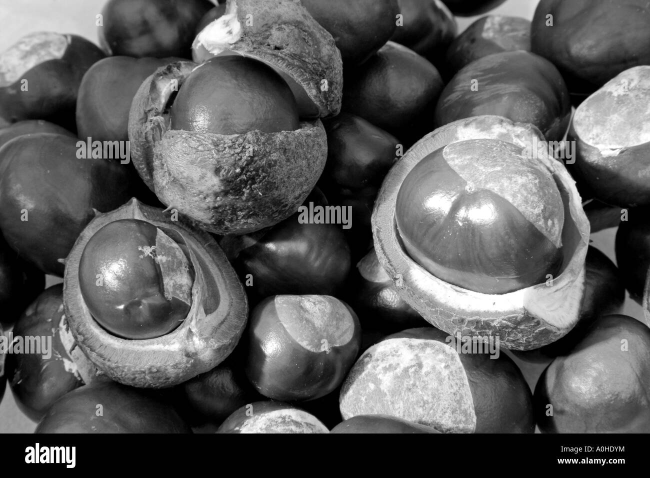 Gruppe von conkers Stockfoto