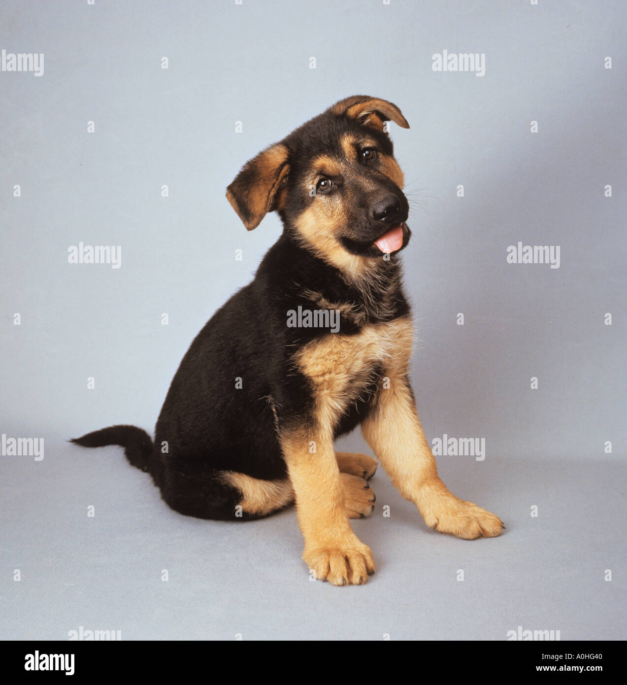 Deutscher Schäferhund - Welpen sitzen Stockfoto