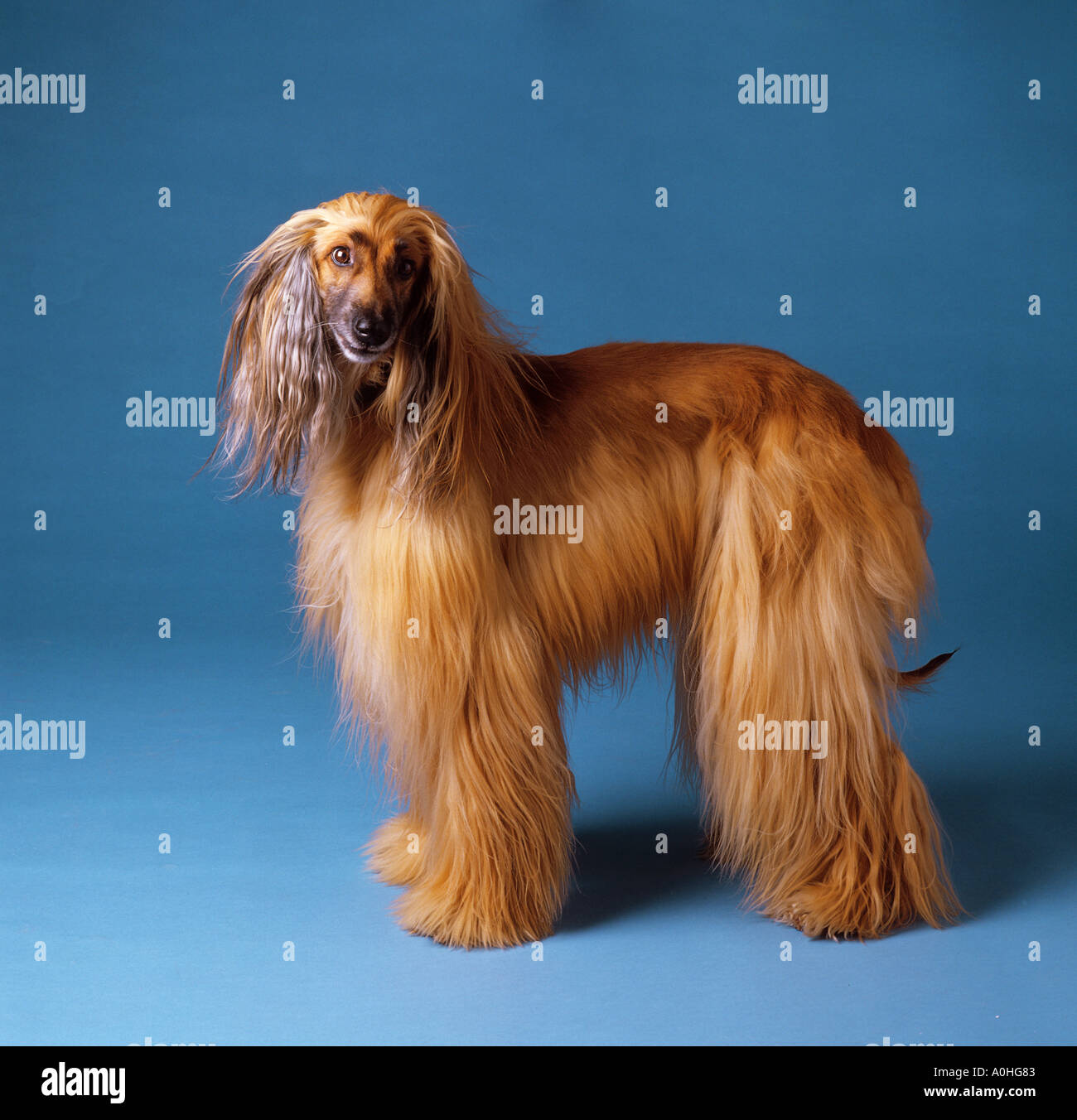Afghanischer Windhund-Hund - stehen - Ausschneiden Stockfoto