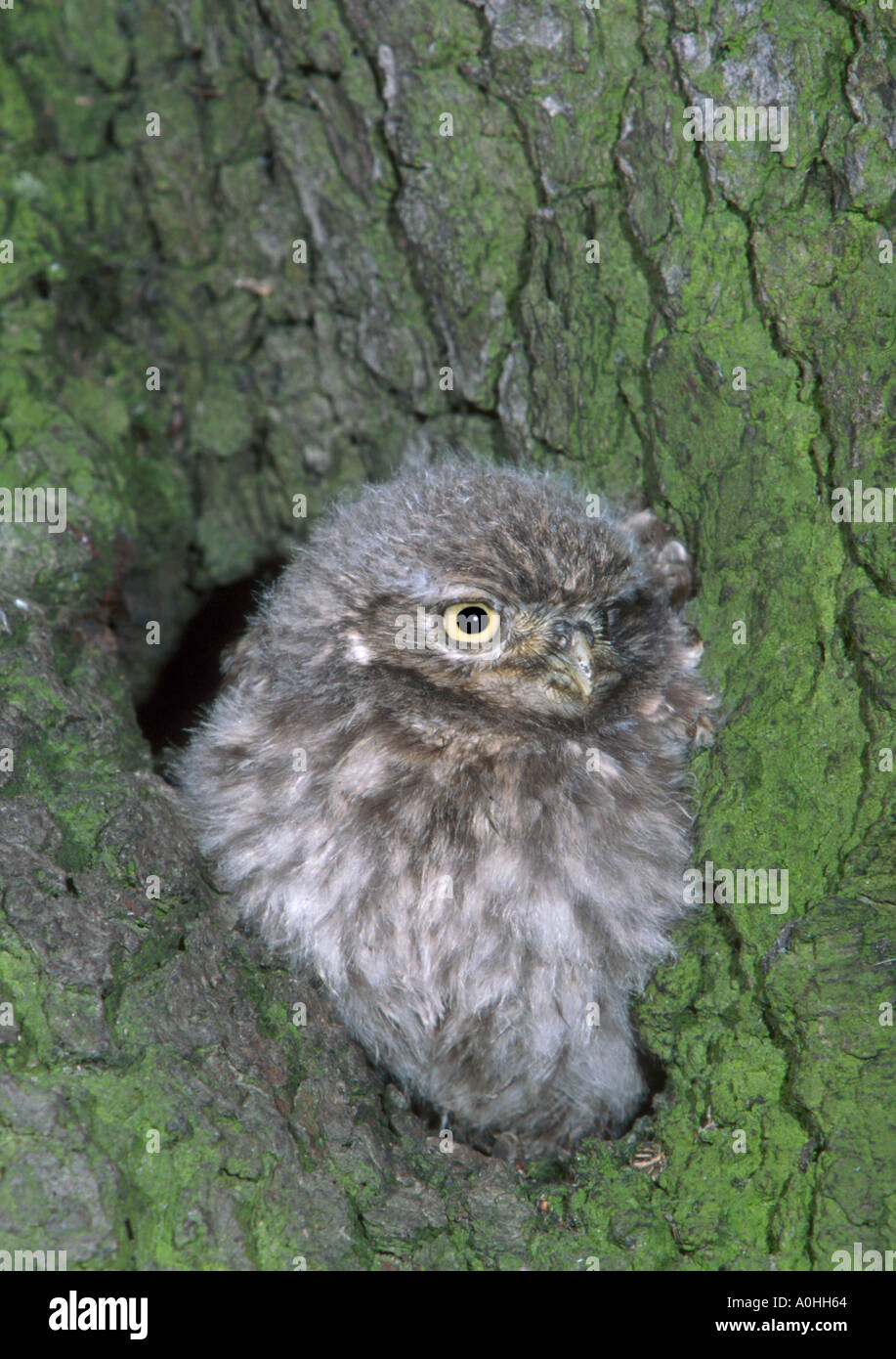 Steinkauz-Küken in Baumhöhle Stockfoto