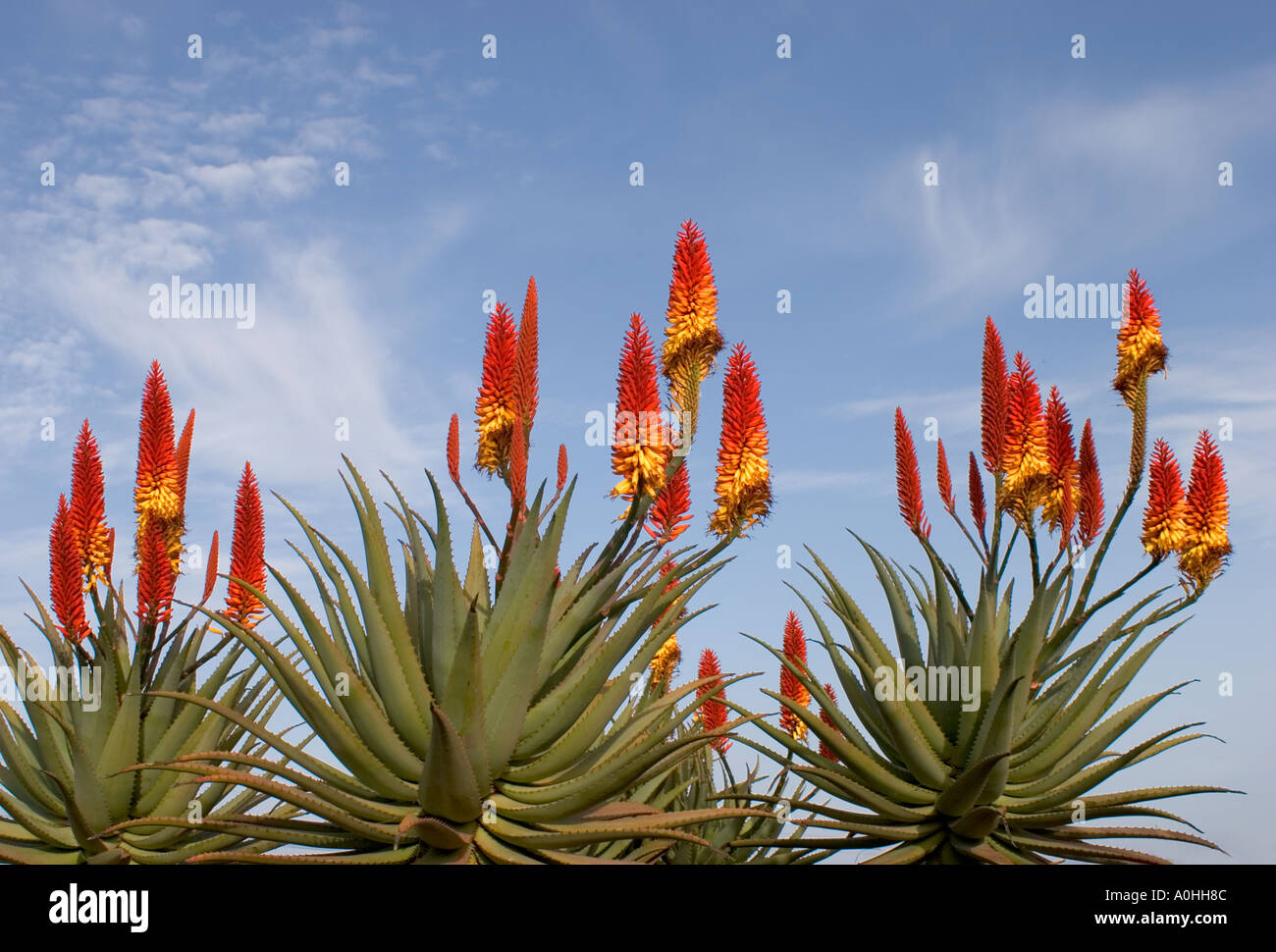 Spanien Kanaren Insel La Palma typische Blumen Aloe-Pflanze Stockfotografie  - Alamy