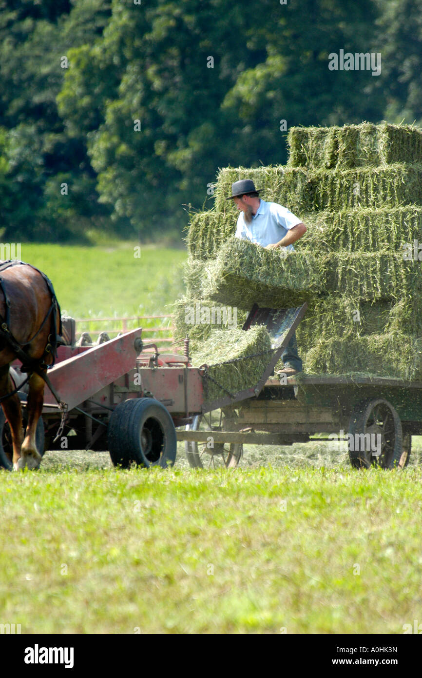 Mennonite Männer mit semi-mechanisierte landwirtschaftliche Geräte, ihre Ernte auf ihrer Farm in Indiana zu ernten Stockfoto