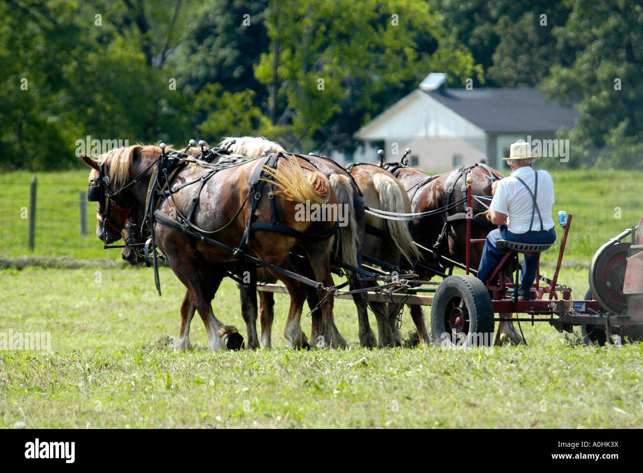 Mennonite Männer mit semi-mechanisierte landwirtschaftliche Geräte, ihre Ernte auf ihrer Farm in Indiana zu ernten Stockfoto