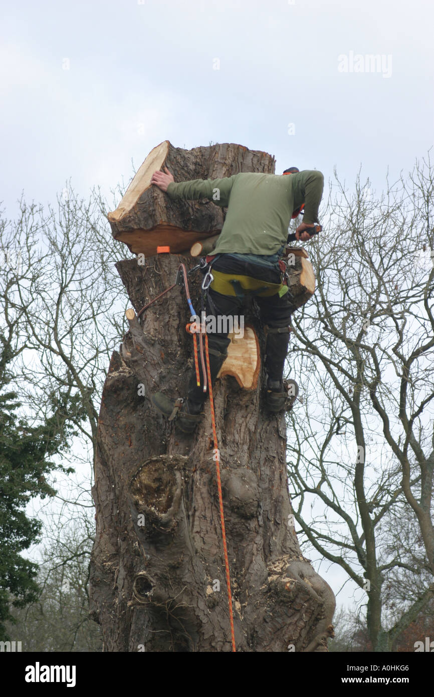 Baum beschneiden im Vereinigten Königreich. Stockfoto