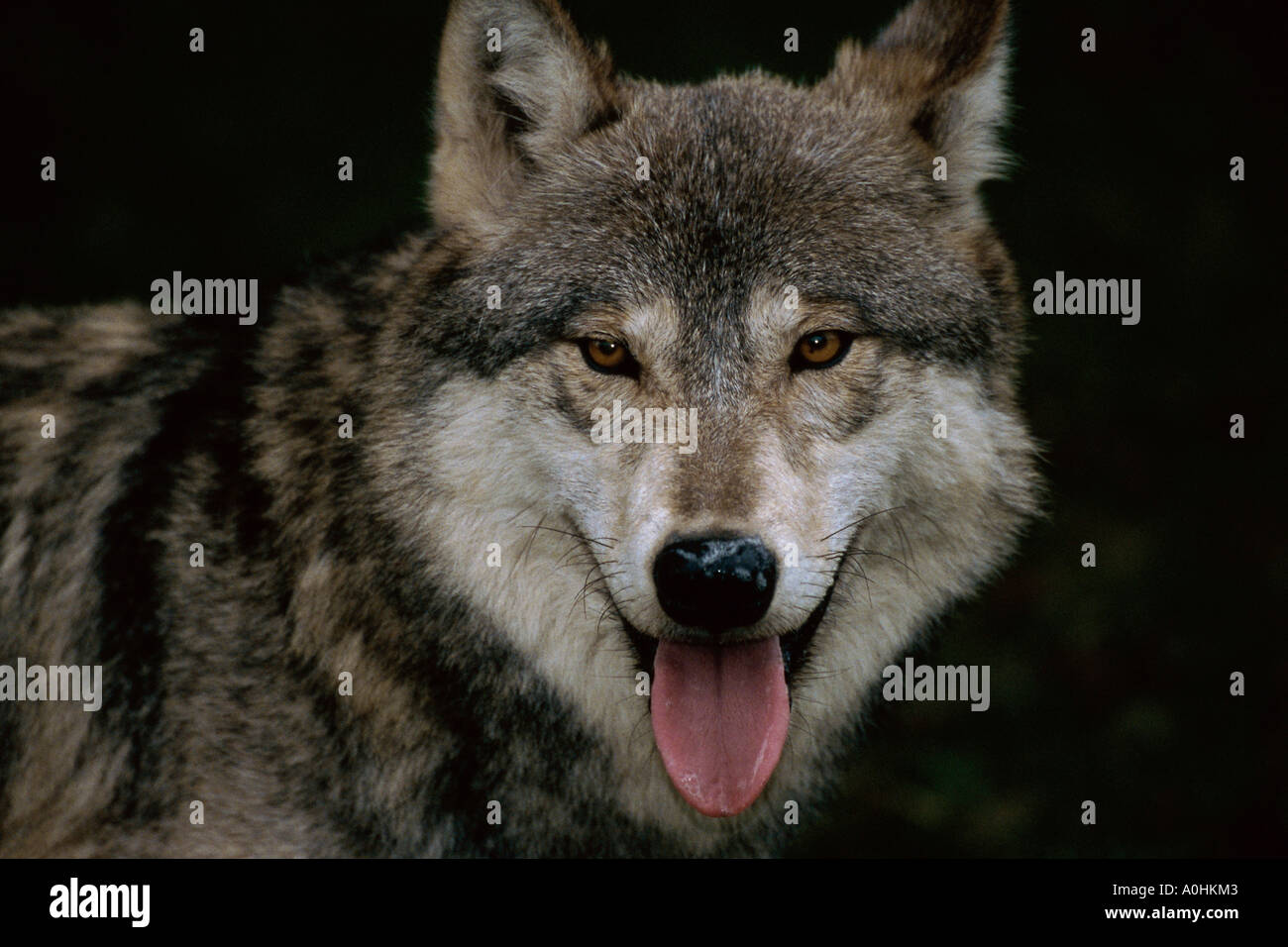 Grauer Wolf Stockfoto