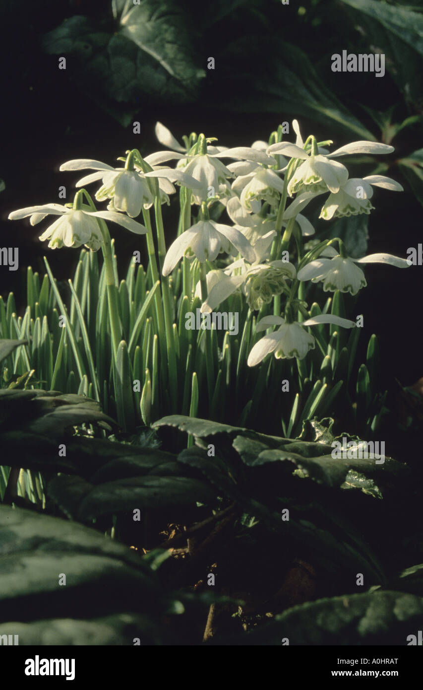 Schneeglöckchen. Galanthus Nivalis 'Flore Pleno' Stockfoto